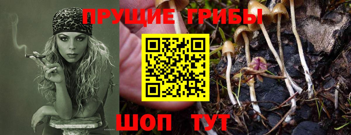 Псилоцибиновые грибы GOLDEN TEACHER  Вход с VPN  Кизилюрт 